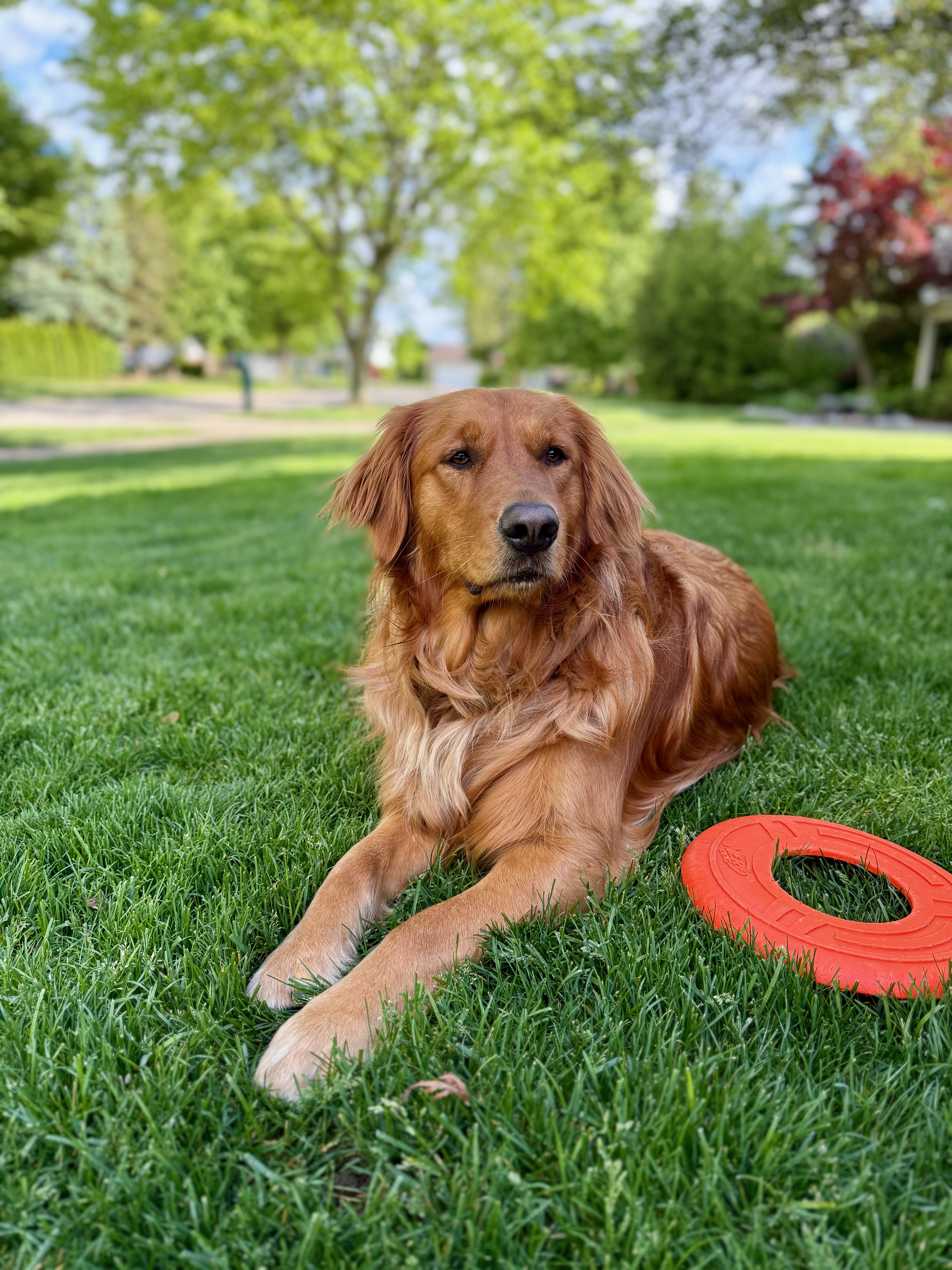 Grant's Dog